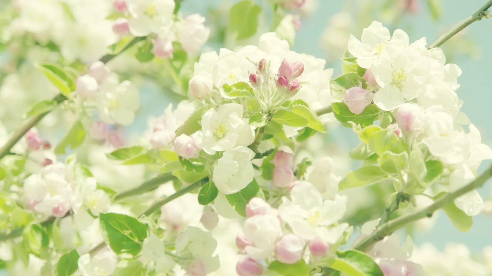 цветы, flowers