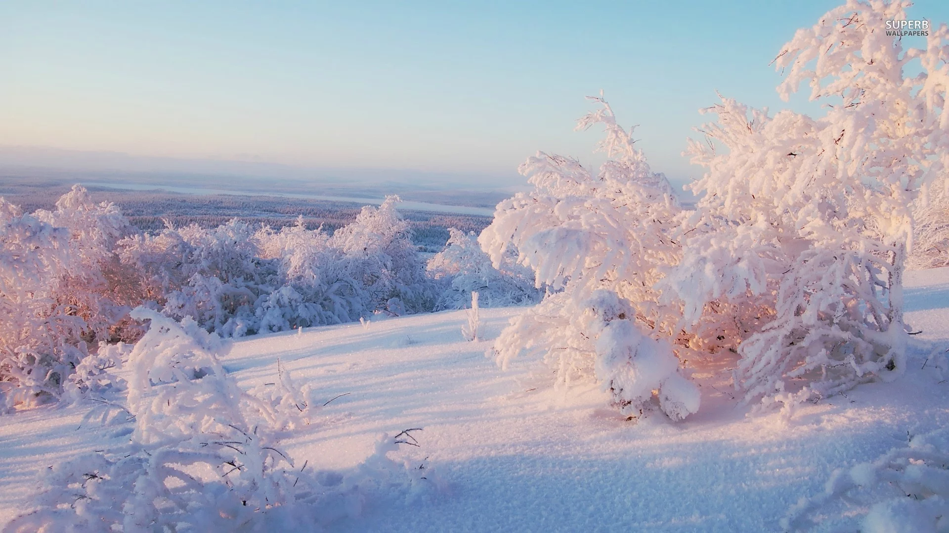 trees, frost, snowy trees, nature, ice, snow, 