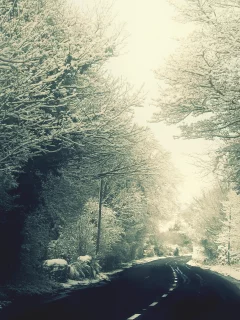 winter, forest, snow, memories, , nature, trees, woods, roads, George Harrison