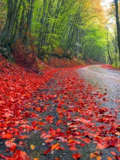 , leaves, roads, nature, autumn, trees, landscapes, grass, forest