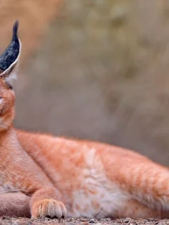 каракал, lynx, caracal, animals, рысь, животных