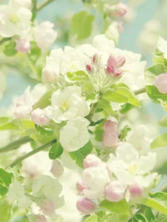 цветы, flowers