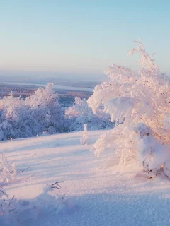 trees, frost, snowy trees, nature, ice, snow, 