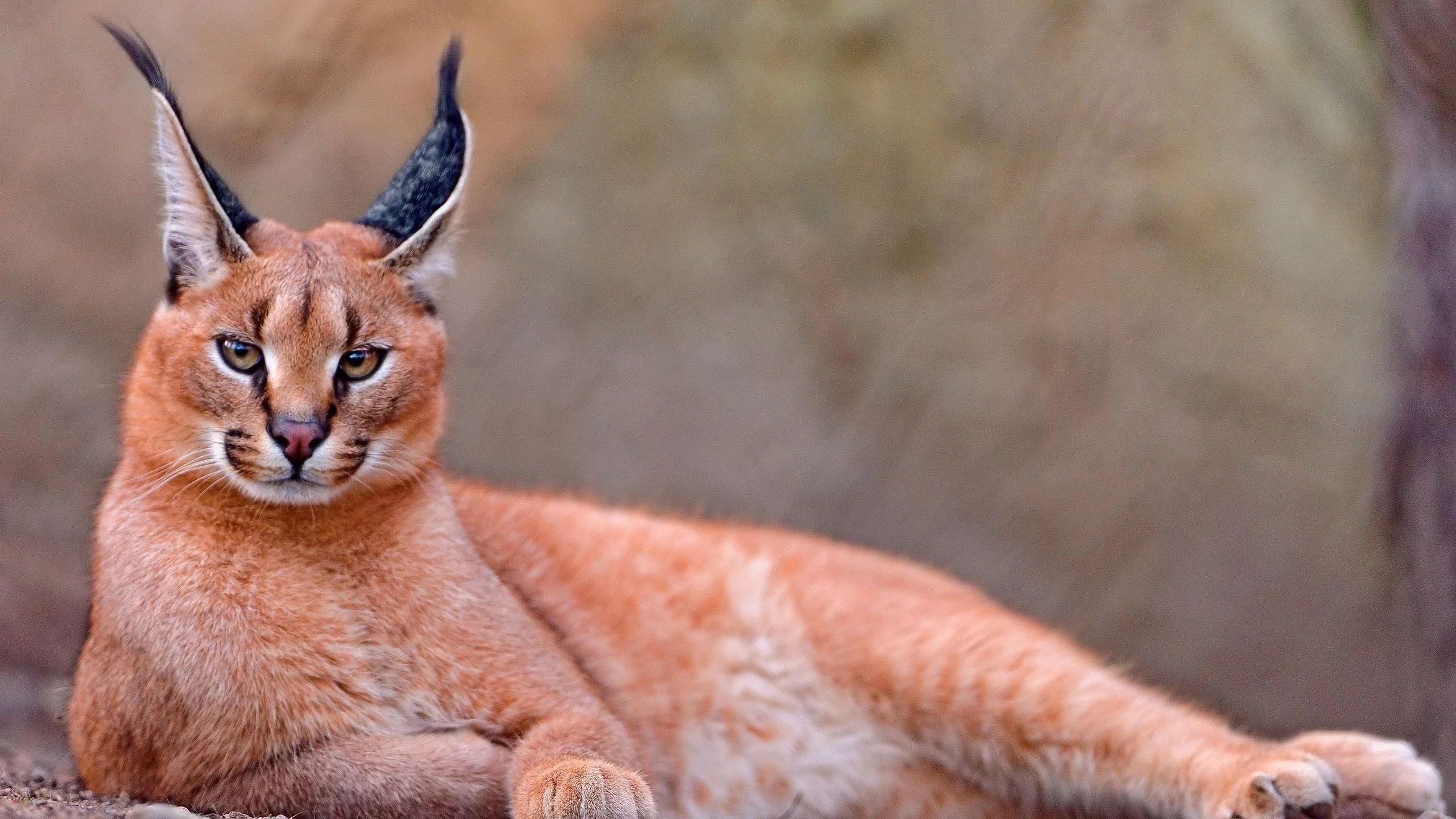 каракал, lynx, caracal, animals, рысь, животных