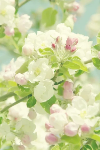 цветы, flowers