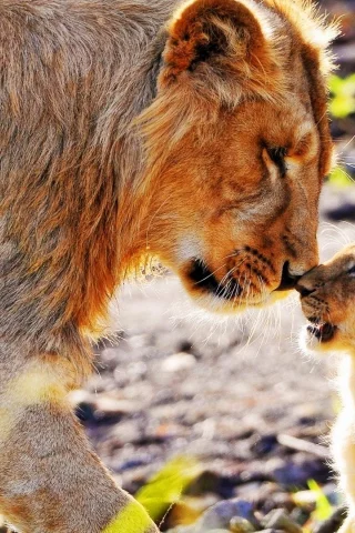 lions, , animals, sunlight, king