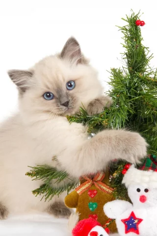 , animals