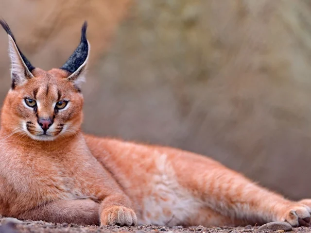 каракал, lynx, caracal, animals, рысь, животных