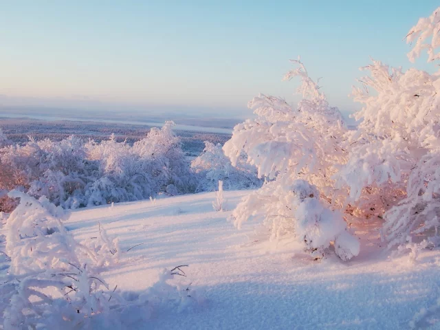 trees, frost, snowy trees, nature, ice, snow, 