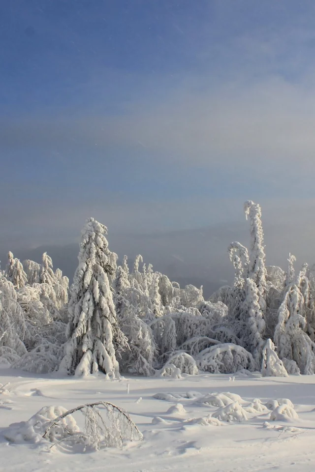 nature, природа