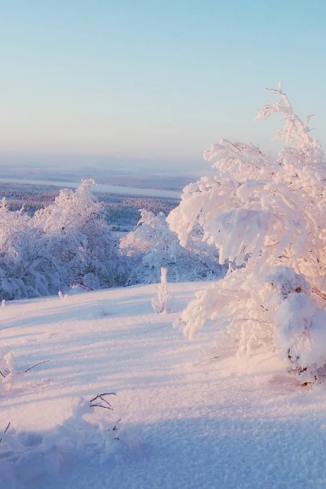 trees, frost, snowy trees, nature, ice, snow, 