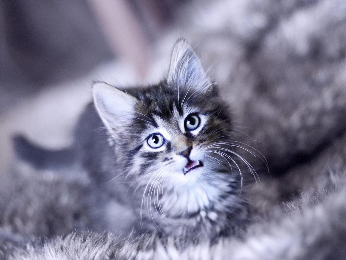 , cats