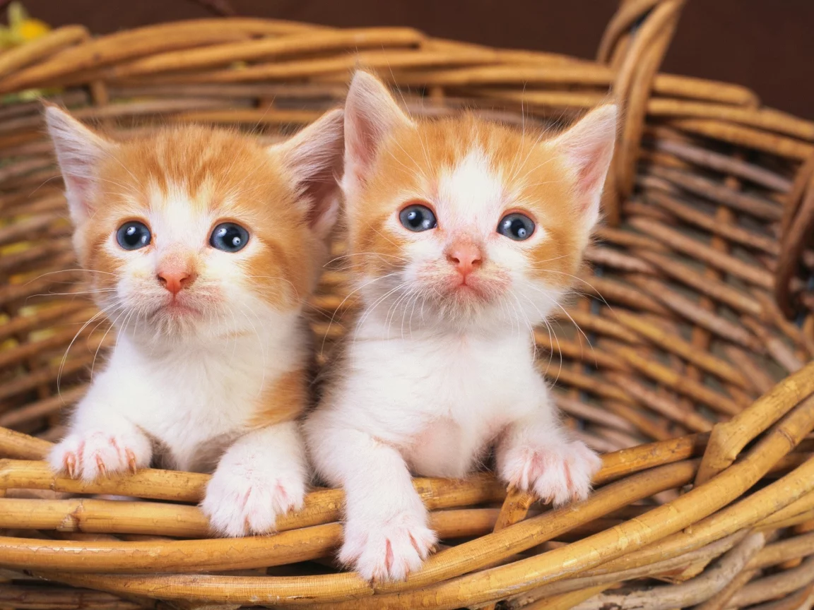 animals, животные, мир, world