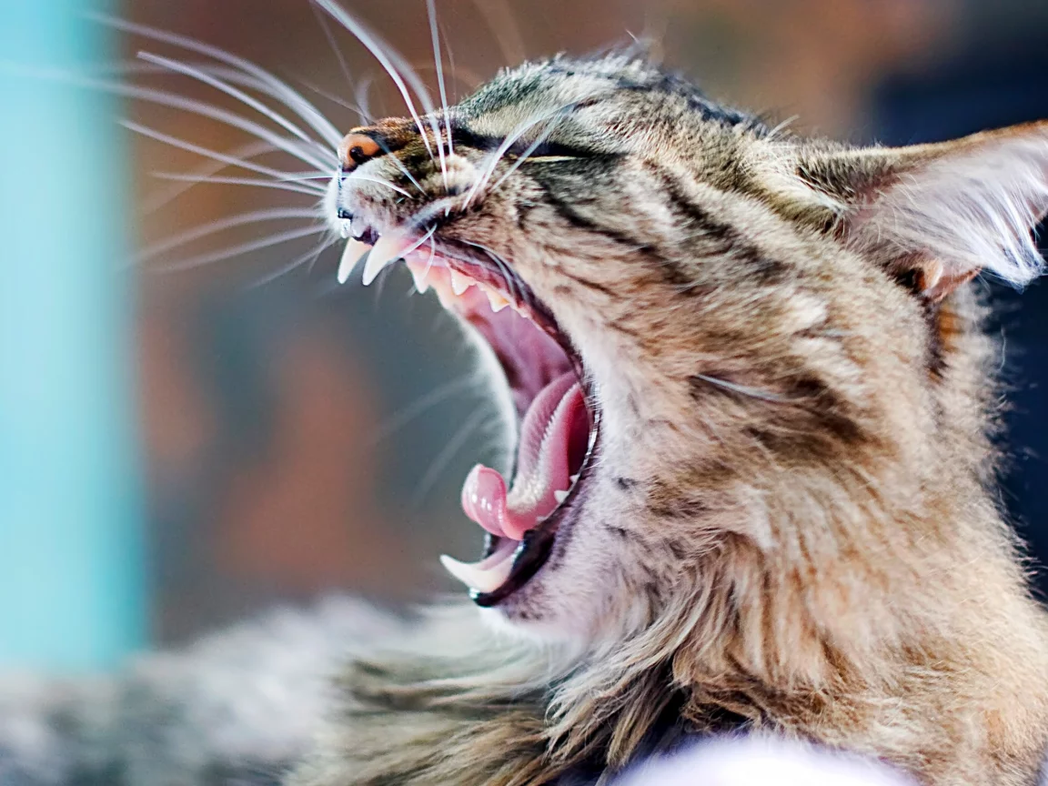 cats, upscaled, kittens, язык, teeth, широких масштабах, Кошки, котята, зубы, tongue