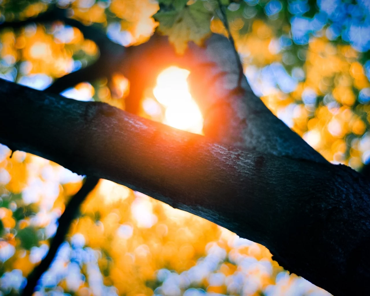 branches, природа, солнечного света, nature, bokeh, листья, боке, trees, sunlight, leaves, деревья, филиалы