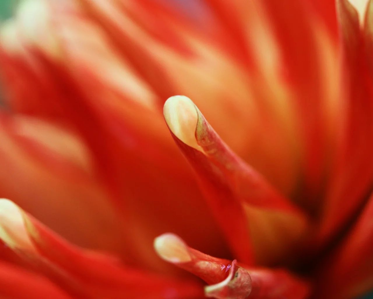 macro, flowers, , orange