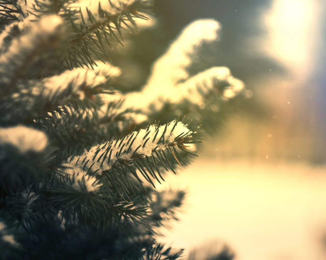 snow, ели, snowflakes, снег, nature, winter, природа, fir, зима, снежинки