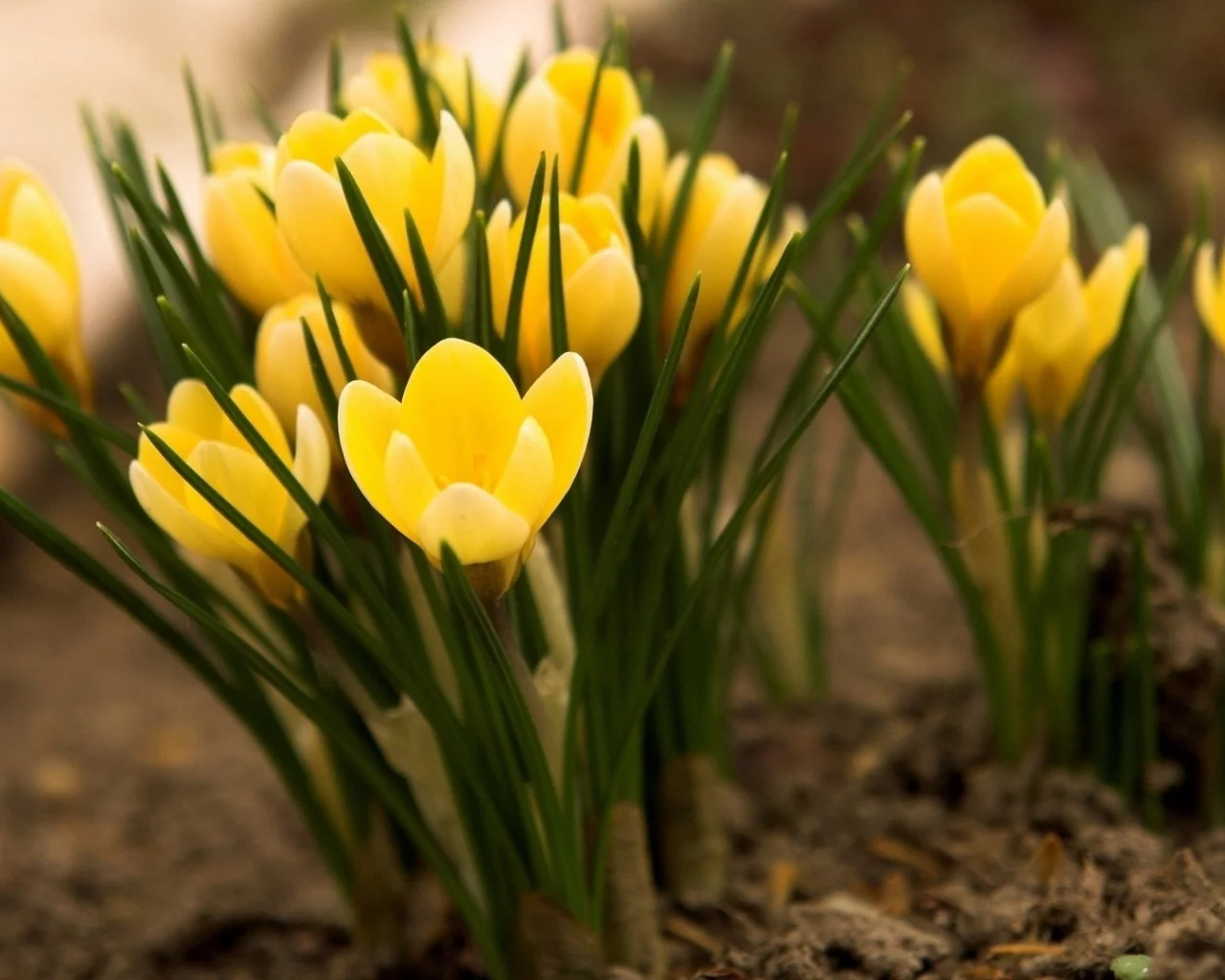 crocus, цветы, yellow, крокусы, желтые, flowers