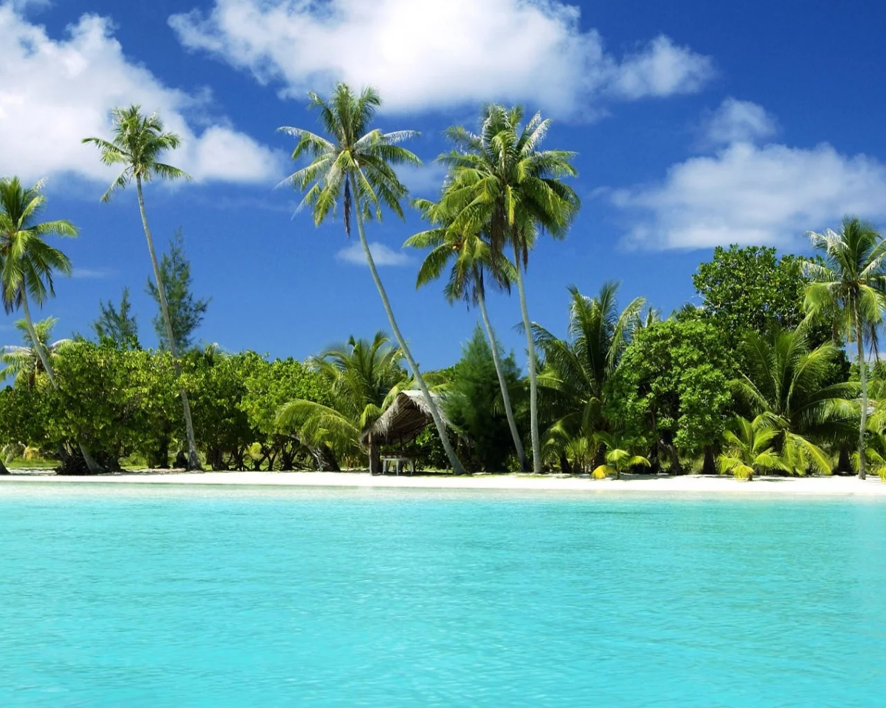 вода, water, тропические острова, tropical, trees, islands, деревья