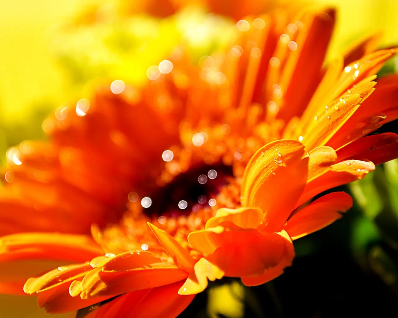 yellow flowers, flowers, macro, макро, желтые цветы, dew, роса, цветы