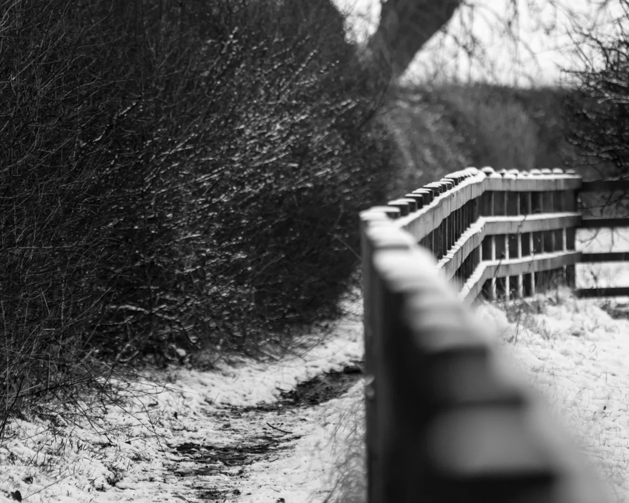 зима, trees, fences, nature, depth of field, заборы, глубина резкости, природа, деревья, grayscale, оттенки серого, winter, snow, снег