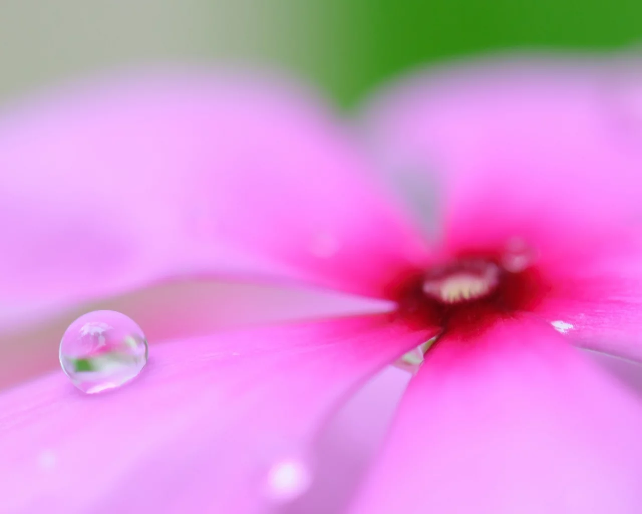 flowers, цветы, макро, macro