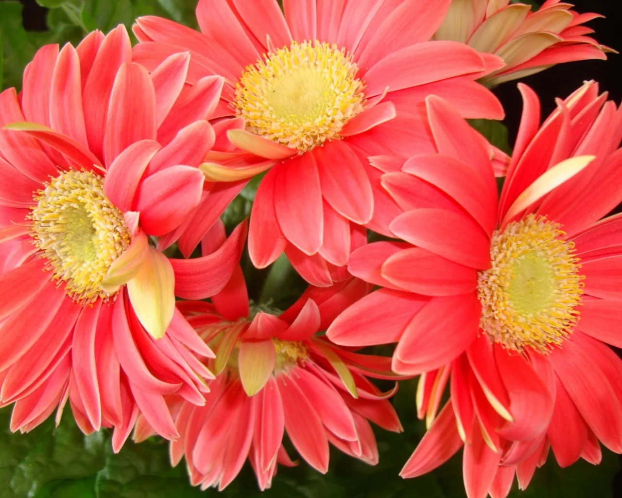 gerbera daisies, красивые, листья, цветы