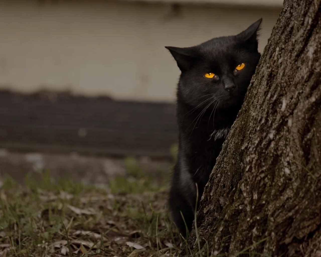 дерево, желтые глаза, кошка, черный кот