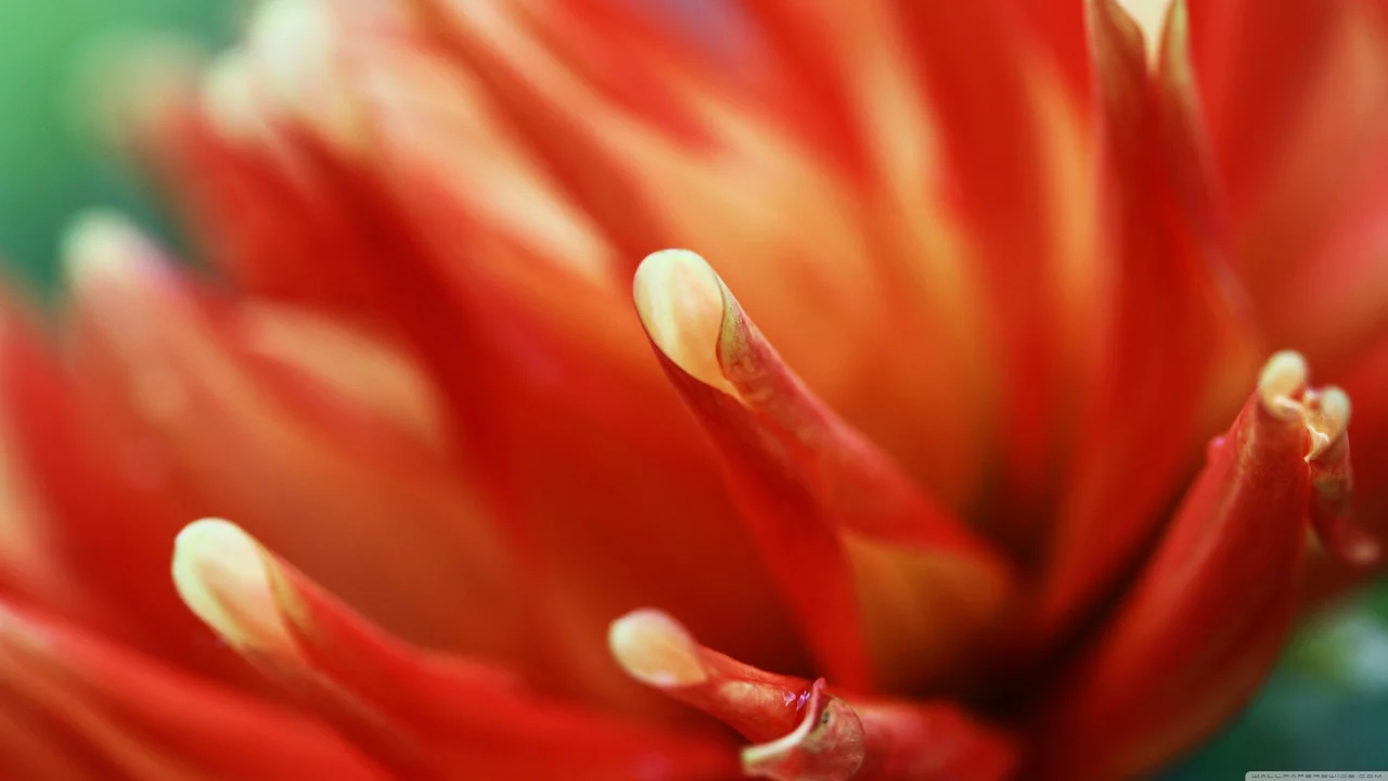 macro, flowers, , orange
