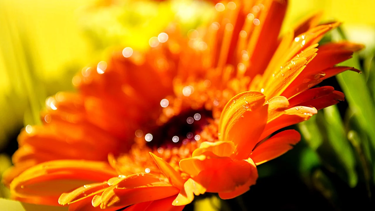 yellow flowers, flowers, macro, макро, желтые цветы, dew, роса, цветы