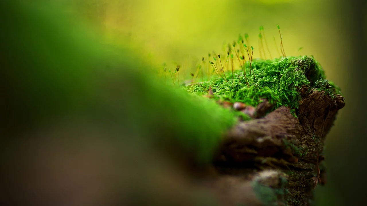 nature, макро, macro, природа
