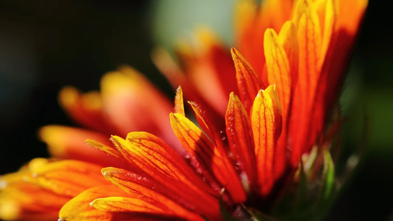 macro, plants, , close-up, flowers