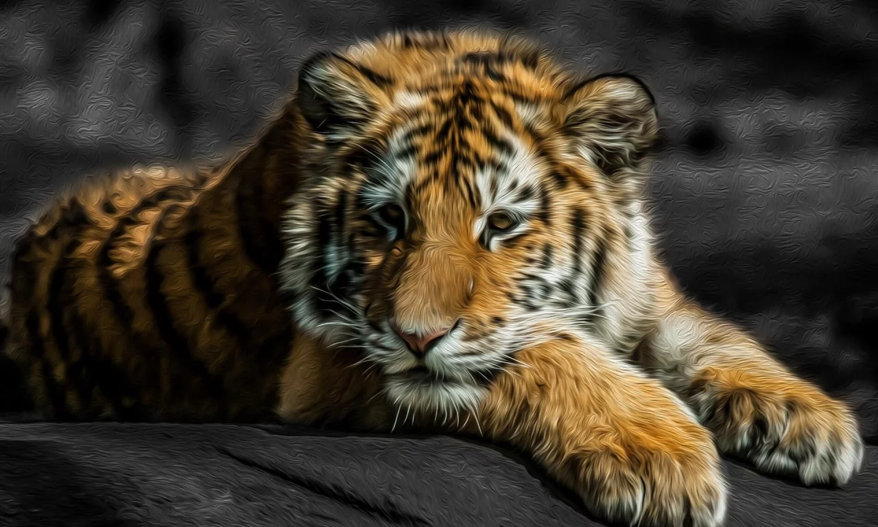 animals, tigers, stripes, животные, fur, big cats, большие кошки, мех, цвета брызги, color splash, полосы, тигры