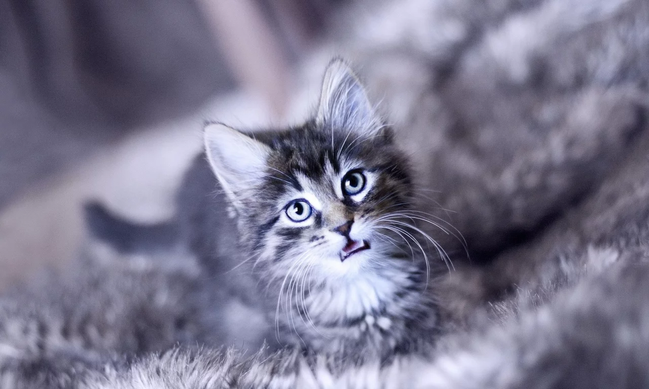 , cats