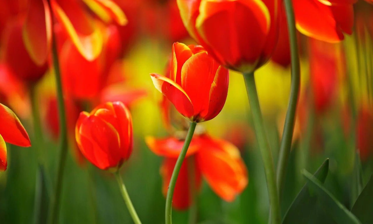 nature, цветы, flowers, природа