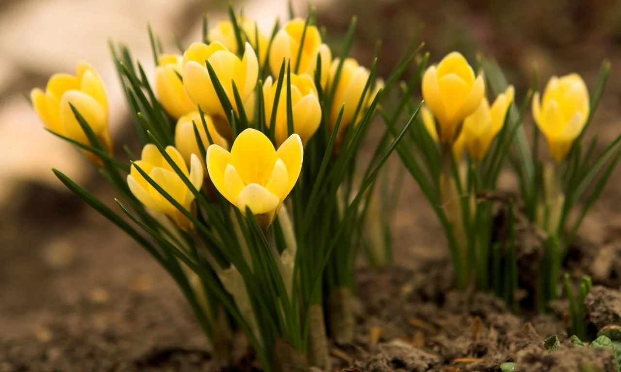 crocus, цветы, yellow, крокусы, желтые, flowers