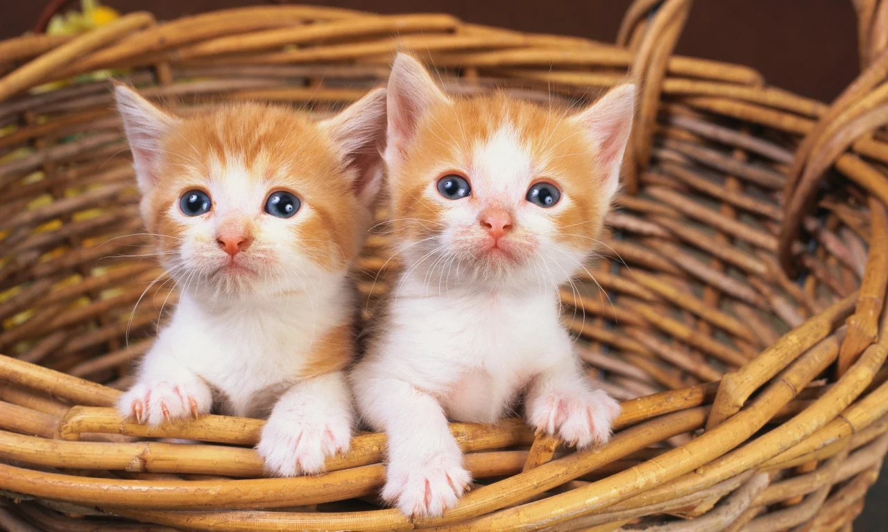 animals, животные, мир, world