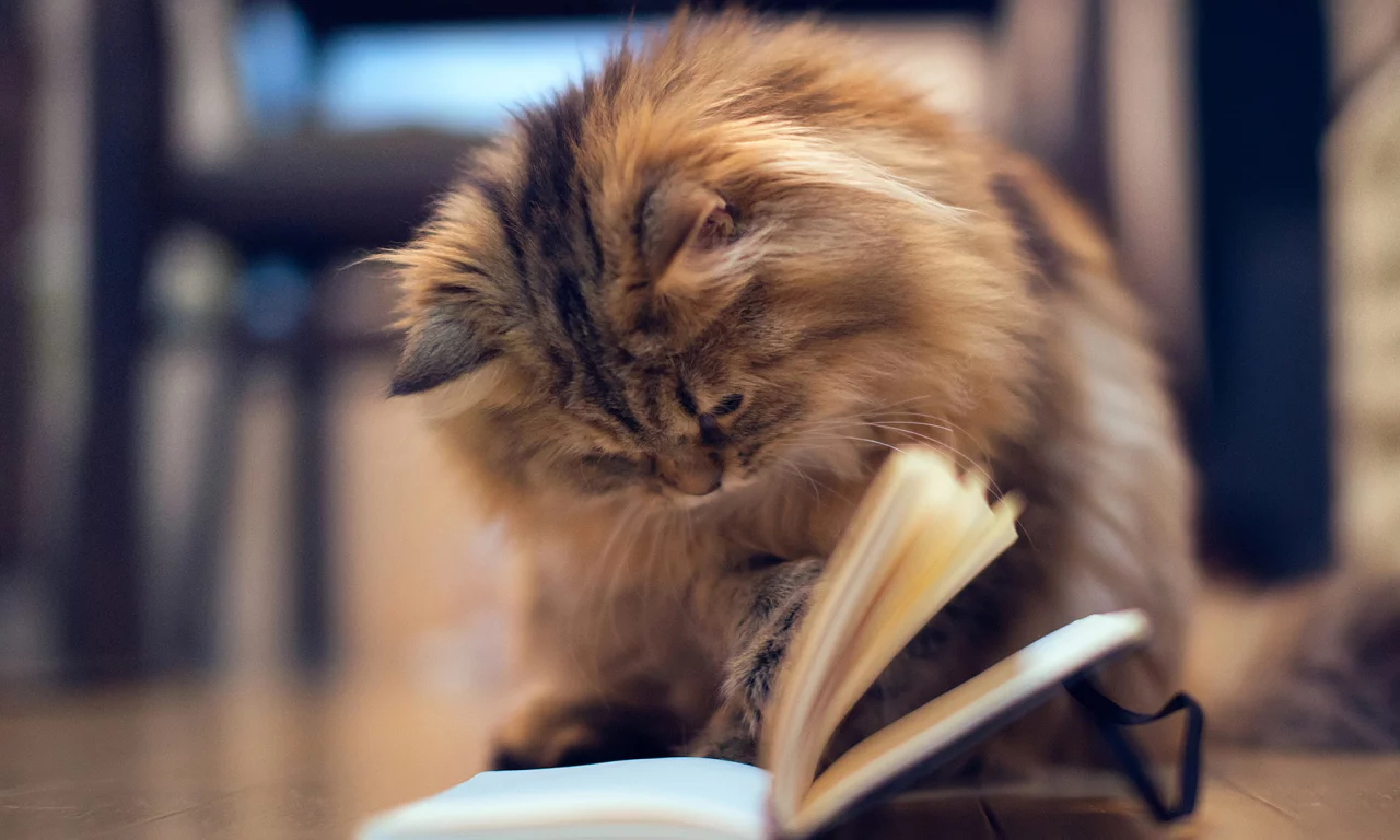 кот, книжка, пушистик