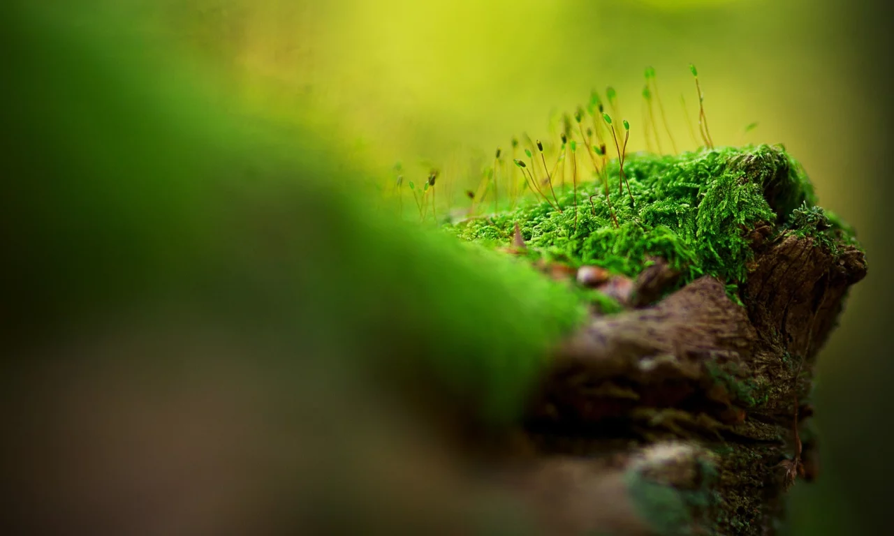 nature, макро, macro, природа