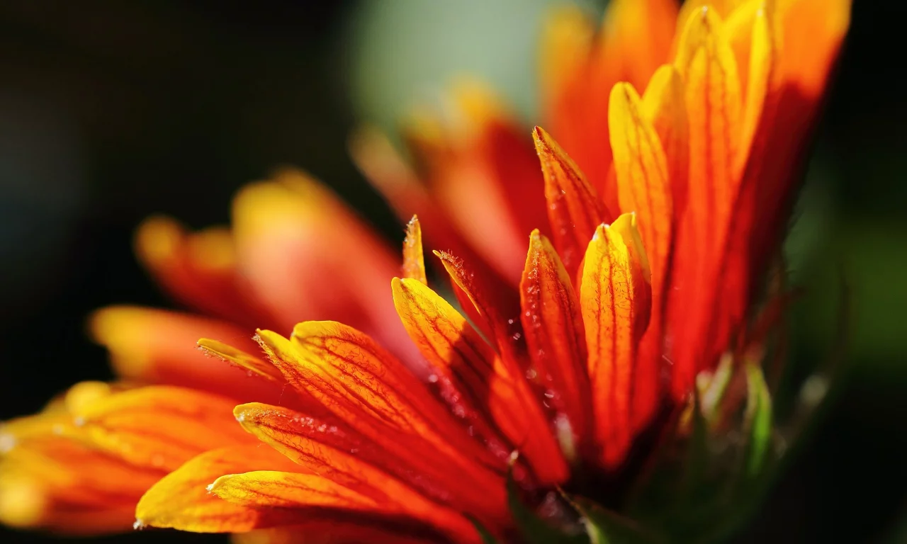 macro, plants, , close-up, flowers