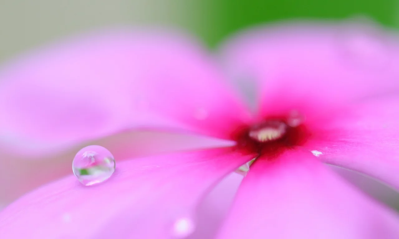 flowers, цветы, макро, macro