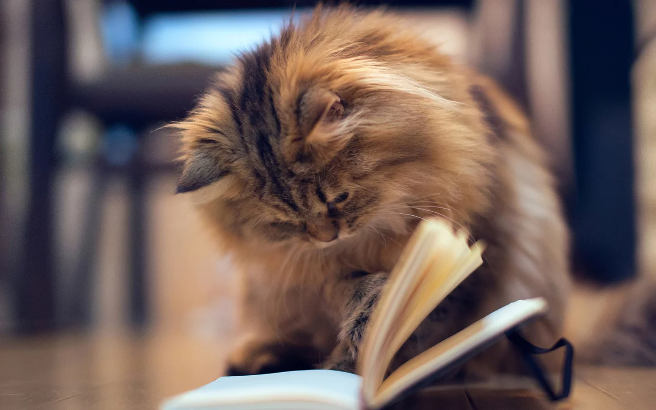 кот, книжка, пушистик