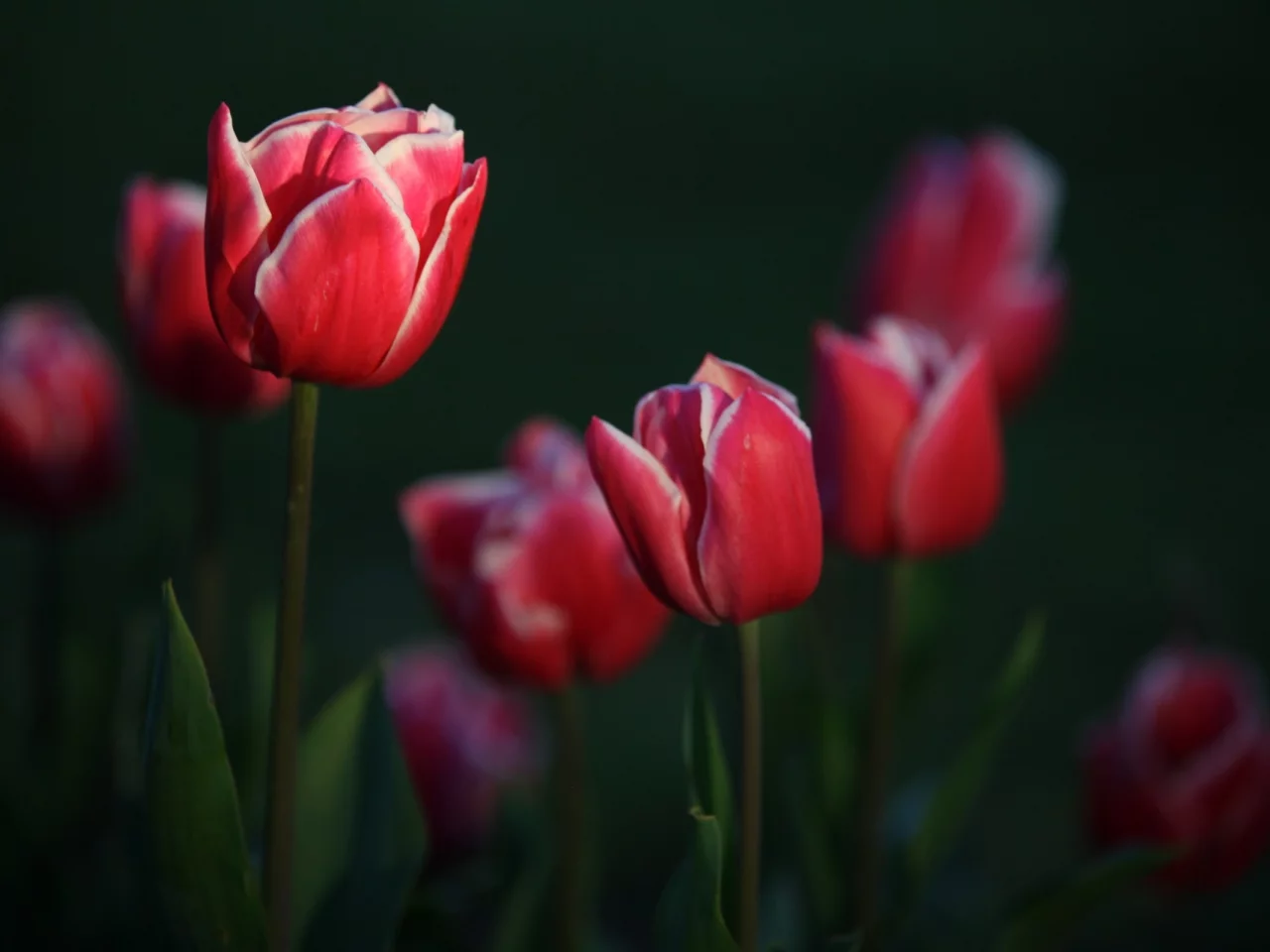 тюльпаны, garden, tulips, цветы, flowers, сад