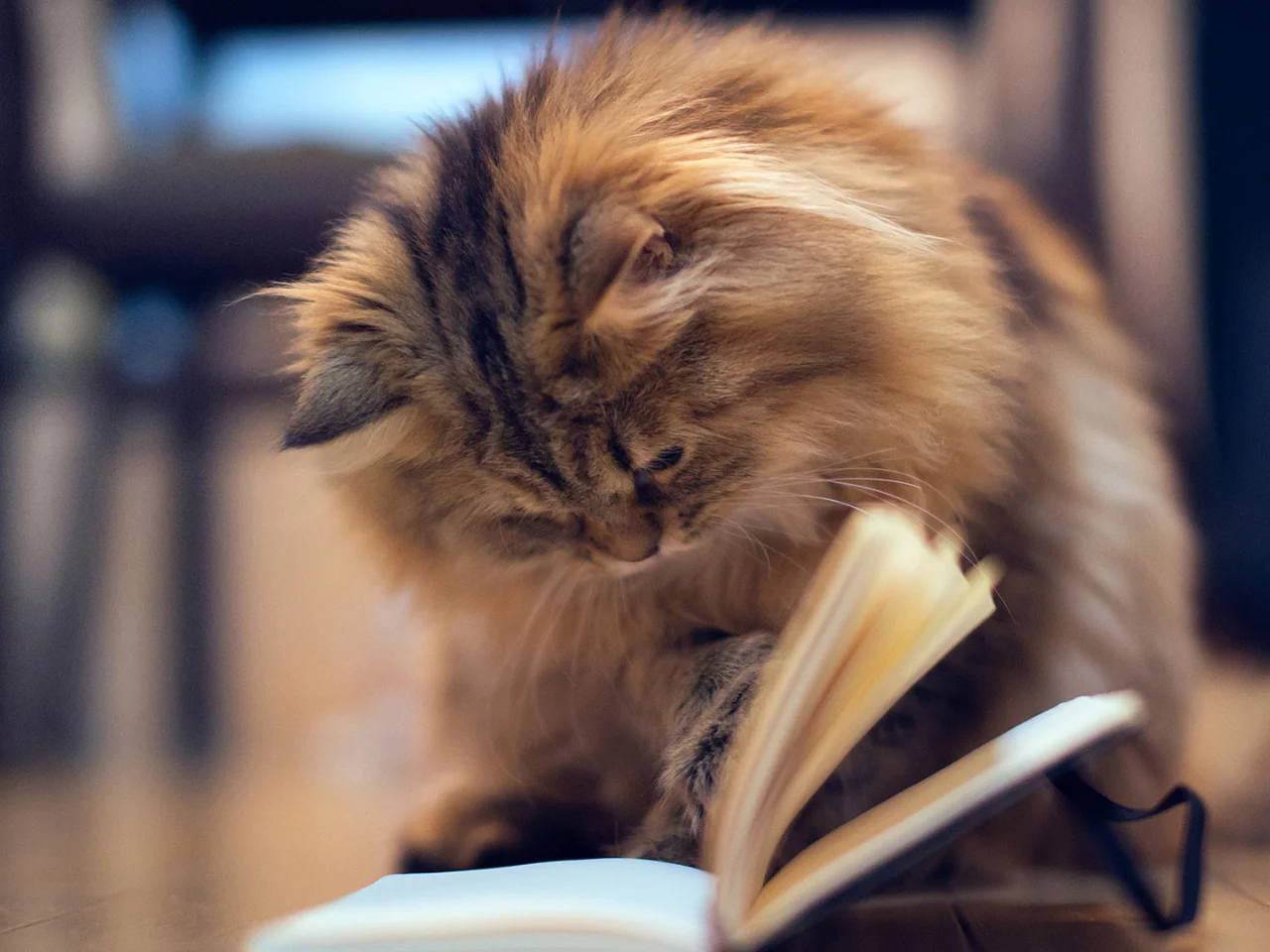 кот, книжка, пушистик