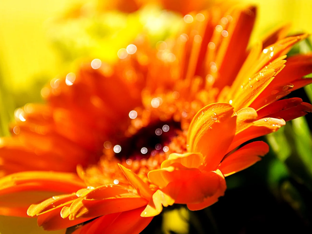 yellow flowers, flowers, macro, макро, желтые цветы, dew, роса, цветы