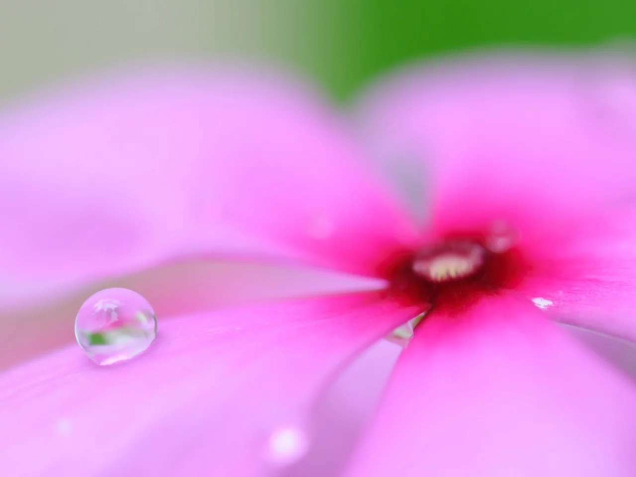 flowers, цветы, макро, macro
