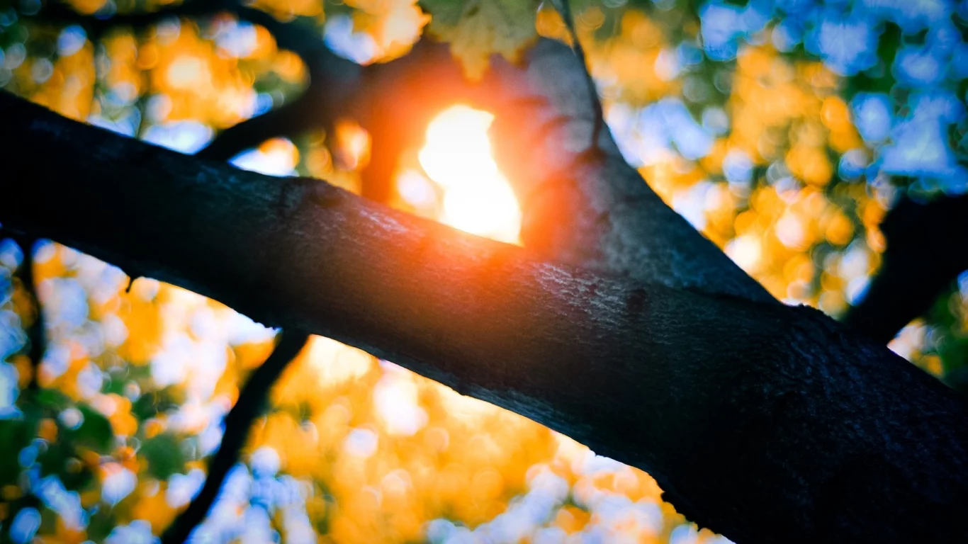 branches, природа, солнечного света, nature, bokeh, листья, боке, trees, sunlight, leaves, деревья, филиалы