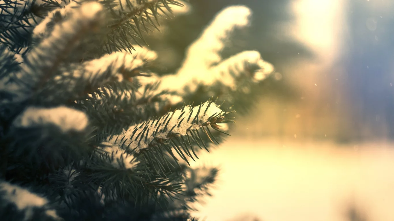 snow, ели, snowflakes, снег, nature, winter, природа, fir, зима, снежинки