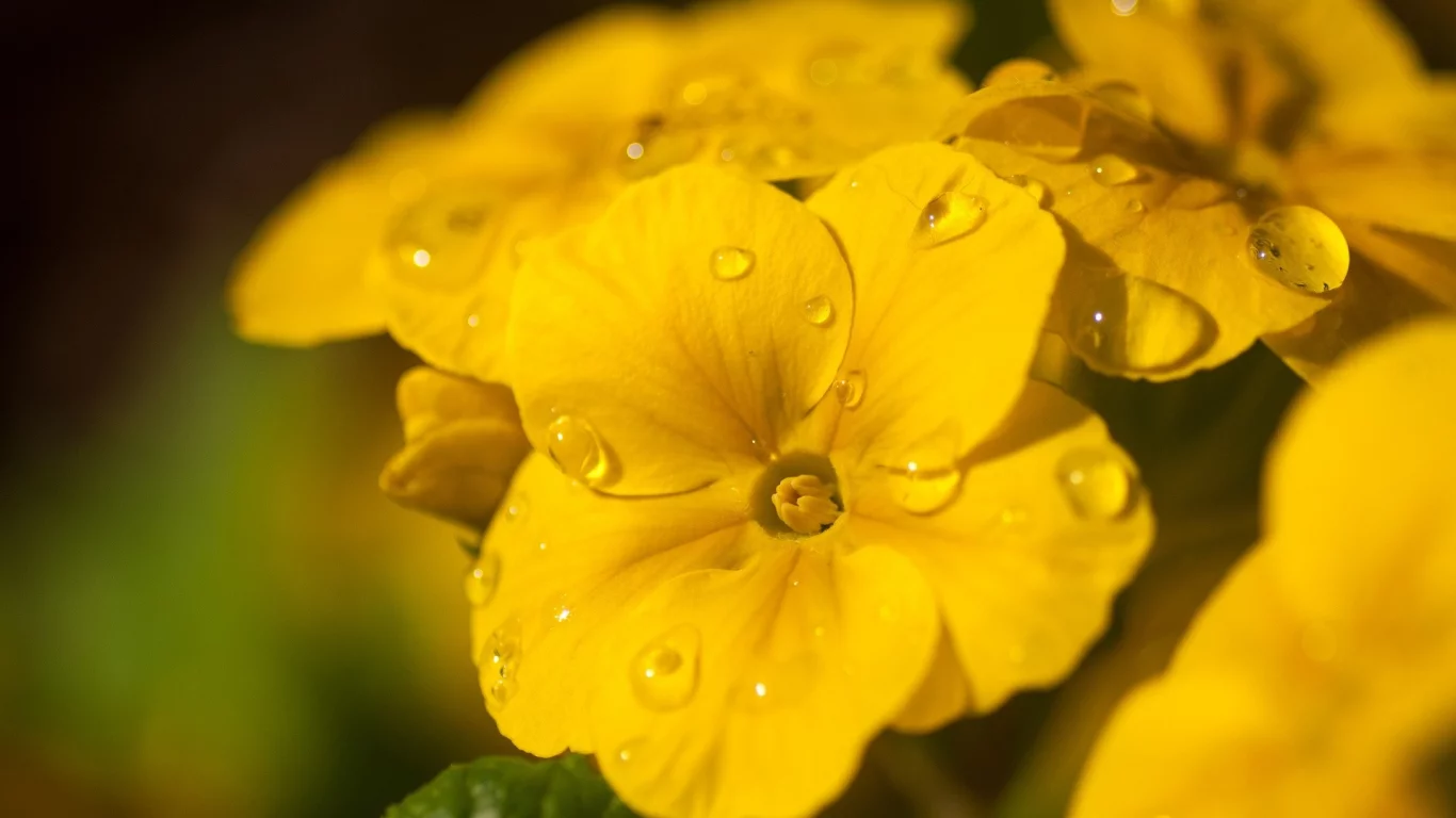 macro, water drops, flowers, 