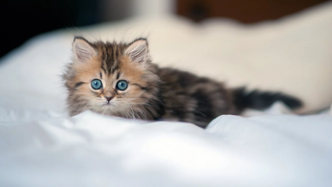 взгляд, котенок, кот, постель